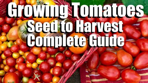 How To Grow Tomatoes From Seed To Harvest Complete Gardening Guide