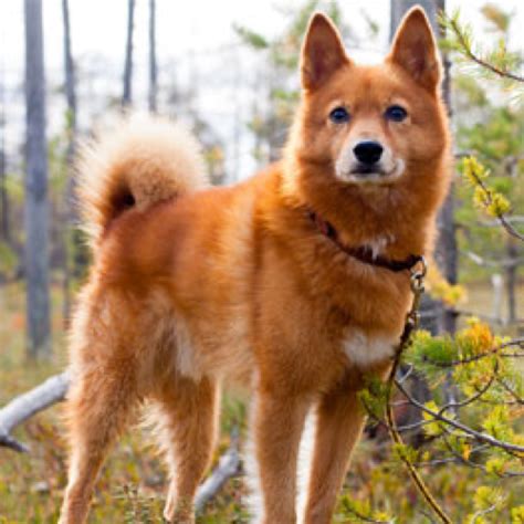 Finnish Spitz Dog Breed History And Some Interesting Facts