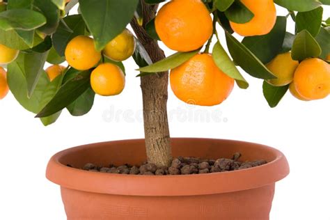 Citrus Tree With Fruit Small Orange Stock Photo Image Of Tangerine