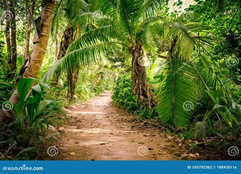 Route Rurale Moulue Au Milieu De Jungle Tropicale Photo Stock Image