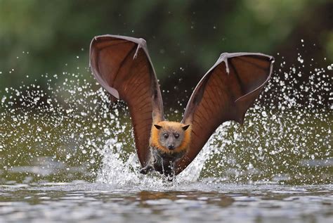 Another Ff Yes Another Flying Fox But Judging On Peoples Comments They Are Popular So I Am
