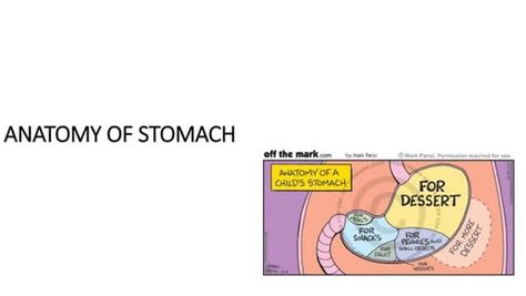 Anatomy Of Duodenum Duodenum Structure Ppt Of Duodenum Power Point
