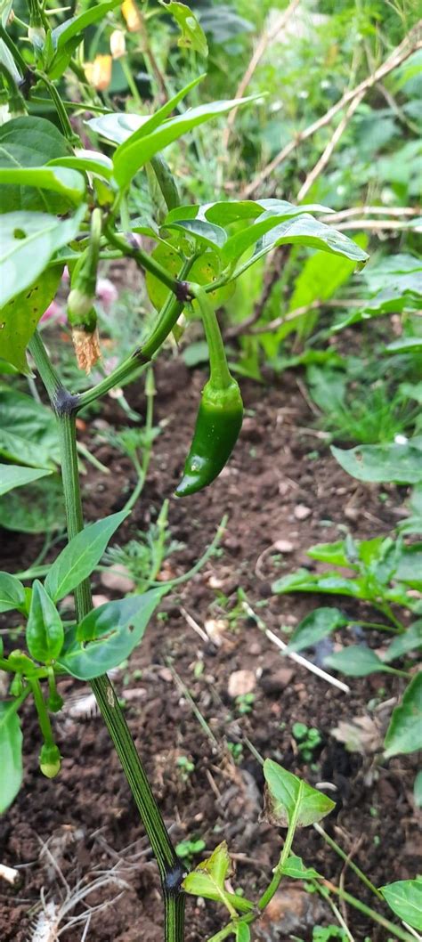 the begining of my peck of peppers gardening