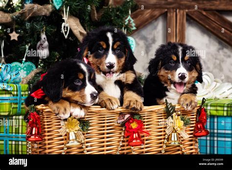 Dog Breed Bernese Mountain Puppy Christmas And New Year Stock Photo