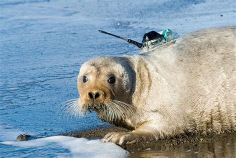 Arctic Marine Mammals Act As Ecosystem Sentinels Amid Changing Climate
