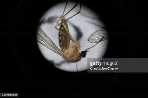 Culex Mosquito Photos And Premium High Res Pictures Getty Images