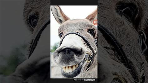 The Power Of Donkey Smile Youtube