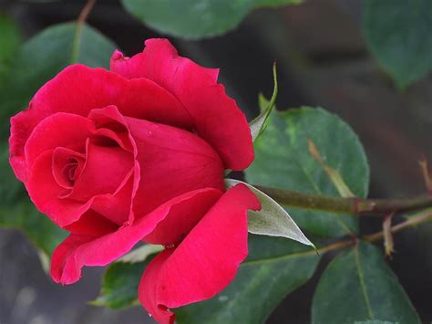 Rózsa Virág Tavaszi Virágzás Rózsaszín Romantikus Növény ábra