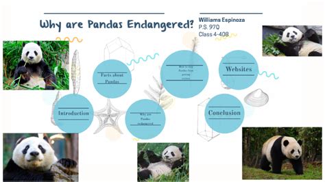 Why Are Pandas Getting Extinct By Melissa Bernacett