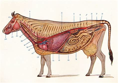 Median Section Of A Cow Showing Organs Of Circulation And Respiration