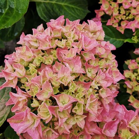 hortensia forever and ever pink 30 60 cm hydrangea macrophylla forever and ever pink roze