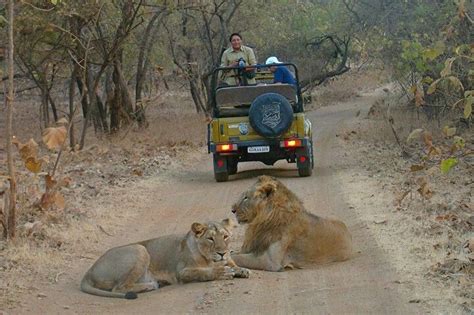 Jeep Safari In Gir National Park Sasan Gir Gujarat India To View