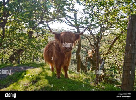 Young Highland Cattle Isle Of Mull Scotland United Kingdom Stock