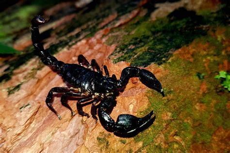 Scorpions With A Sting In Their Tail Mashpi Lodge