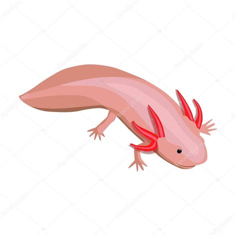 Ajolote Poligonal Axolotl Mexican Salamandra Ajolote Dibujo Images My Xxx Hot Girl