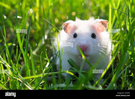 Hamster And Guinea Pig Hi Res Stock Photography And Images Alamy