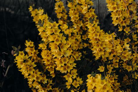 Yellow Petaled Flowers · Free Stock Photo