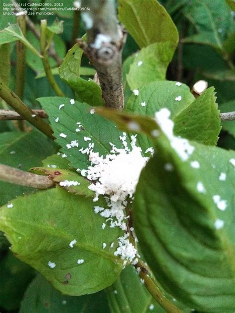 Garden Pests And Diseases Flaky White Stuff On Hydrangea Leaves 3 By