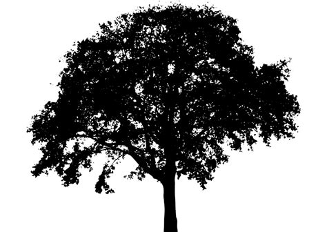 Tree Silhouette Free Stock Photo Illustration Of A Tree Silhouette