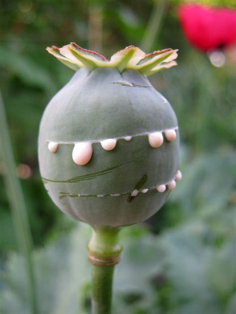 Opium Poppy Papaver Somniferum Flickr Photo Sharing