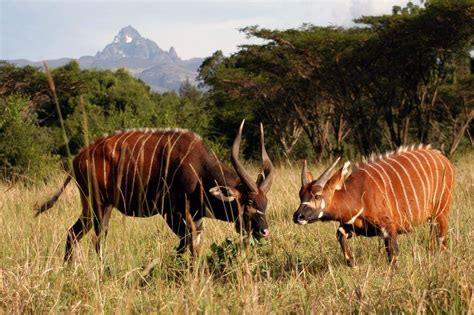 Destination Magazine Article About Activities At Mt Kenya Mt Kenya
