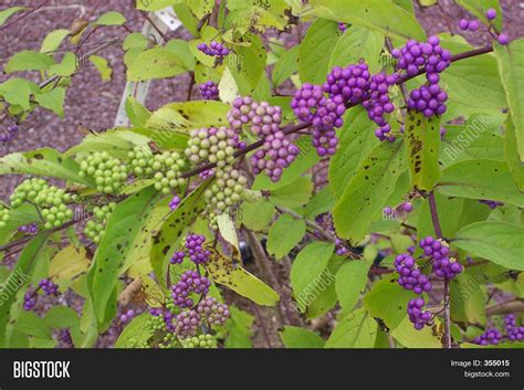 Purple Berries Image And Photo Free Trial Bigstock
