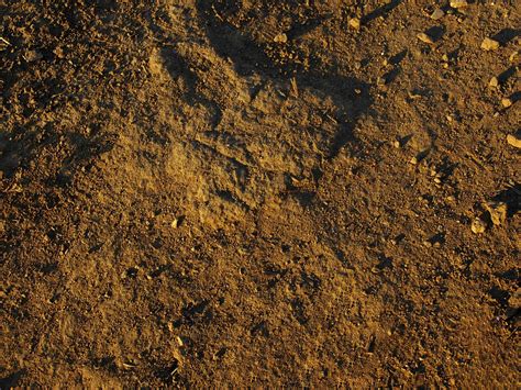 Free Dirt Texture Stock Photo