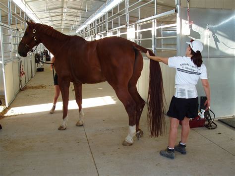 Tail Powerthe Beginning Of Horse Balance And Coupling Health