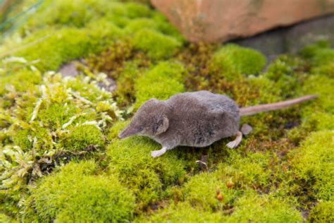 Pygmy Shrew Sorex Hoyi Boreal Forest