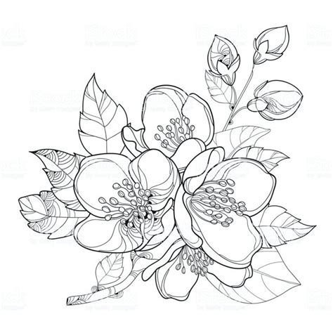 © the one eared wonder. Jasmine Flower Simple Drawing | Jasmine flower tattoos ...