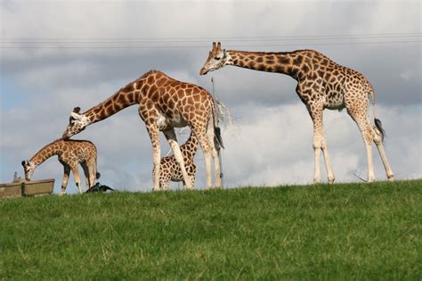 Giraffe Habitat Animal Sake