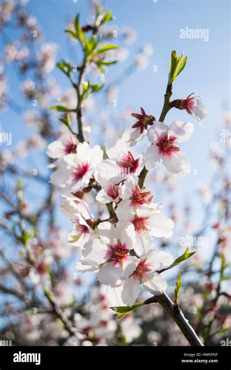 Pink Almond Tree Blossom Hi Res Stock Photography And Images Alamy