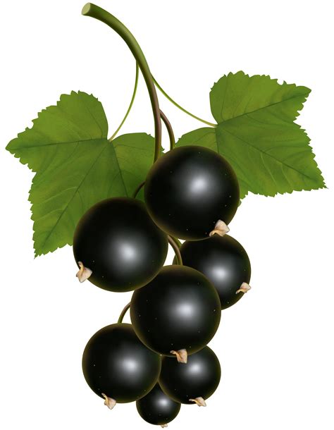 Black Currant Clipart 20 Free Cliparts Download Images On Clipground 2024