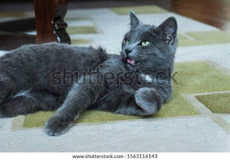 Funny Russian Blue Cat Laying On Stock Photo 1563116143 Shutterstock