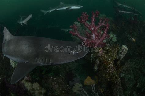 Banded Hound Shark Swimming Next To Red Coral In Green Waters Of Japan