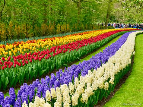 El Jardín De Tulipanes Más Grande Del Mundo En Holanda Bea Viajera