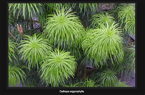 Probably Only Hardy To Zone 7 Plants Flora Conifers