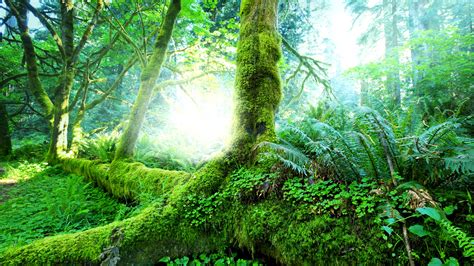 Tropical Forest Trees Moss Green Wallpaper 3840x2160 Uhd 4k