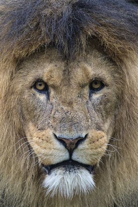 Lion Looking Into The Camera Stock Photo Image Of Life Nature 116674356