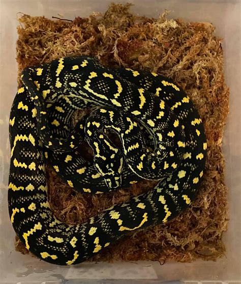 2021 Burlesque Jungle Carpet Pythons Tampa Snakes