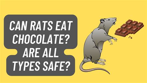 Can Rats Eat Chocolate Are All Types Safe Basic Rodents