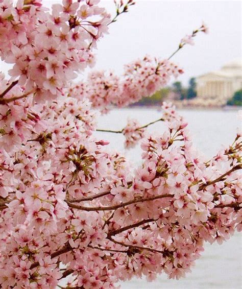 Cherry Blossoms In Japan And More Epic Blooms Around The World Cherry