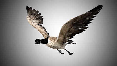 Canada Goose 3d Model By George55555