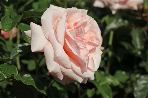 Edelrose Aphrodite ® Finde Deine Neue Rose Online Ratgeber
