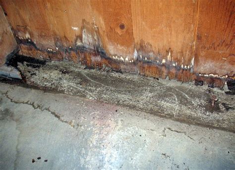 Mold in your bedroom makes it unsafe. Mold Inspections - Top To Bottom
