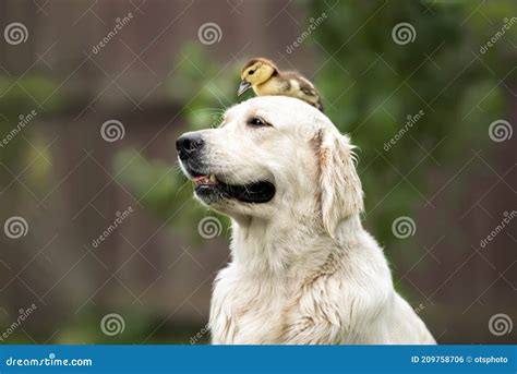 Funny Golden Retriever Dog Holding Duckling On Her Head Stock Photo