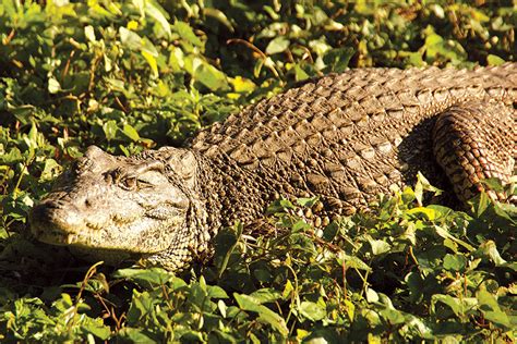 The Light Magazine Nov Dec 2020 The Endangered Cuban Crocodile