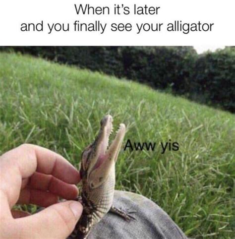 See Ya Later Alligator Rwholesomememes Wholesome Memes Know Your