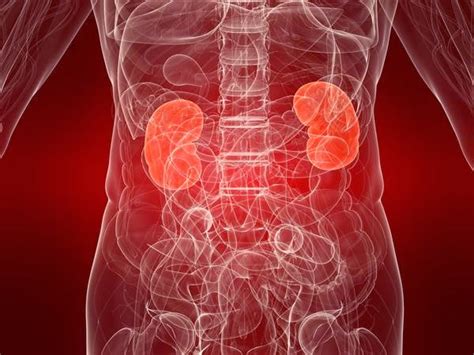 Nephropathy Nephropathy Renal