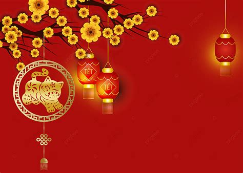 Vietnamese Red Cat Year Tet Apricot Blossom Lantern Background Vietnam